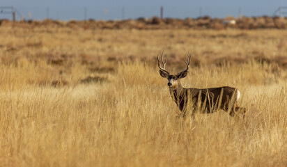Mule Deer Buck in Colorado in Autumn