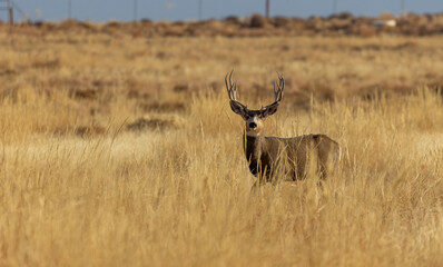 Mule Deer Buck in Colorado in Autumn