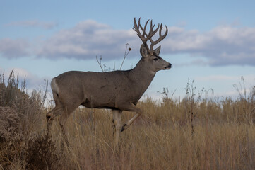 Mule Deer Buck in Colorado in Autumn