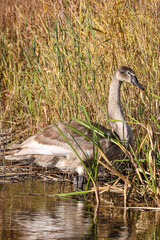 Lovely young, brown swan standing in water, near water grass.