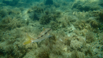 Striped red mullet or surmullet (Mullus surmuletus) undersea, Aegean Sea, Greece, Halkidiki