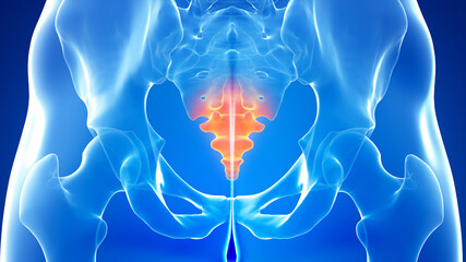 3d rendered illustration of a painful coccyx - obrazy, fototapety, plakaty