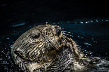 Brown otter swimming in backstroke fashion looking calm, relaxed, and satisfied