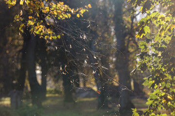 Beautiful autumn vibe sunlught view of lovely branch details.