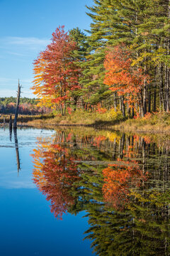 A wetland marsh in the Birch Hill Dam Area in Royalston, Massachusetts