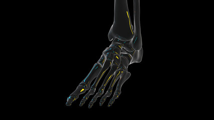 3d rendered illustration of a skeletal foot
