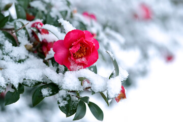 朱色の山茶花と雪景色