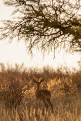 Steenbok in the late afternoon sun, Kgalagadi