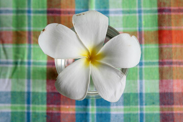 A white flower floating on the water in a clear glass on the table.