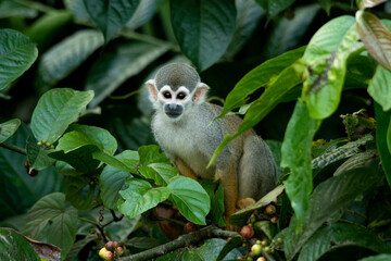 white tailed macaque