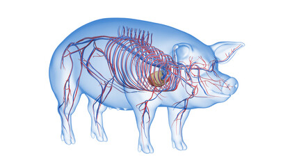 3d rendered illustration of the porcine anatomy - the vascular system