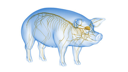 3d rendered illustration of the porcine anatomy - the nervous system