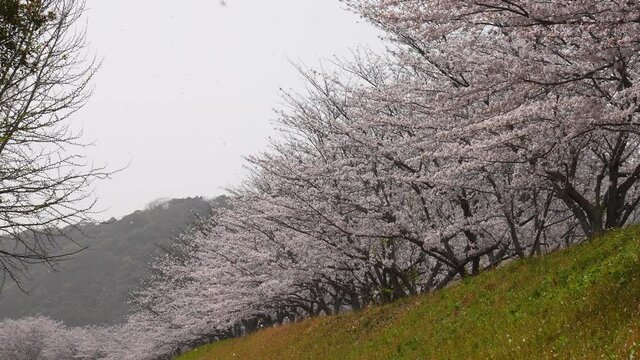 4K slow motion video of cherry blossoms dancing in the soft breeze.
4K 120fps edited to 30fps.