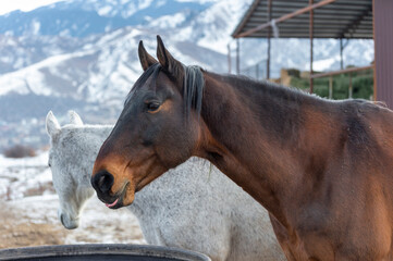 Obraz premium portrait of a horses