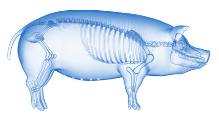 Fototapeta premium 3d rendered illustration of the porcine anatomy - the skeleton