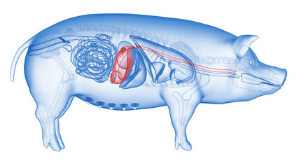 3d rendered illustration of the porcine anatomy - the stomach