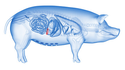 3d rendered illustration of the porcine anatomy - the spleen