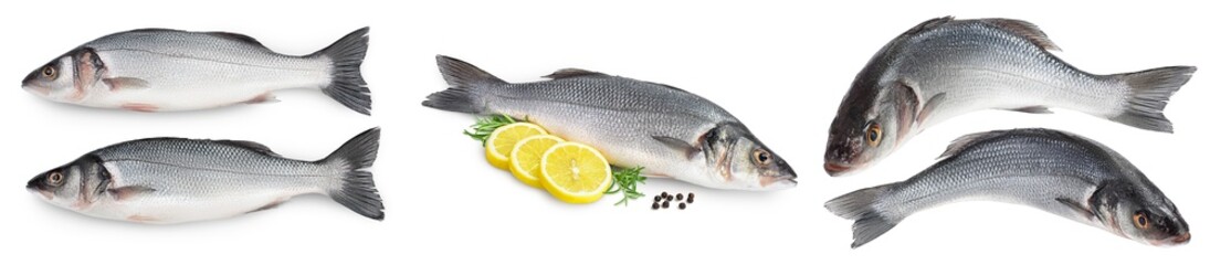 Sea bass fich isolated on white background. Top view. Flat lay. Set or collection