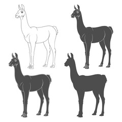 Fototapeta premium Set of black and white illustrations with shorn llama, alpaca. Isolated vector objects on a white background.