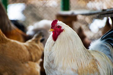 chicken in the farm