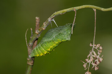 chrysalis (chrysalides) hanging out on a branch waiting to become a butterfly