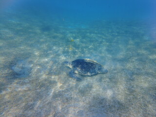 Large green turtle underwater. The old green turtle feeds underwater.