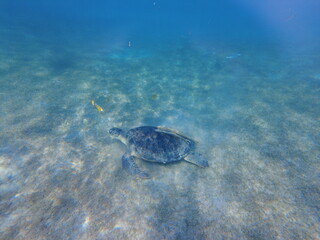 Naklejka na ściany i meble Large green turtle underwater. The old green turtle feeds underwater.