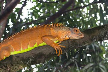 iguana on a tree