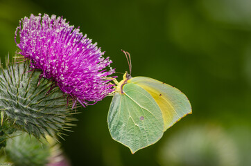 Green Brimstone butterfly eating nectar from a thistle