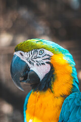 colors