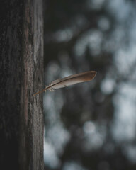 Fly away
