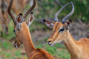 Impala