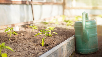 greenhouse view with pepper seedlings and a green watering can on a sunny spring morning