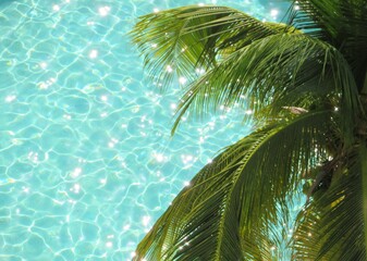 palm tree over  a pool in the sun