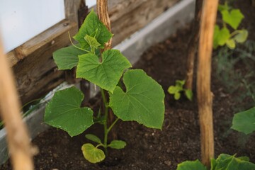 Seedlings of cucumbers on a garden bed in a greenhouse. Growing cucumbers