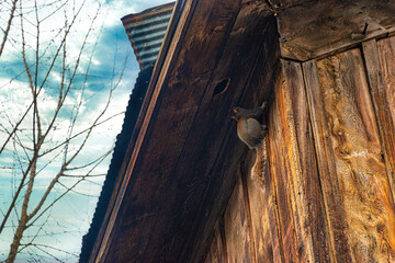 Grey Squirrel climbing on the side of this old barn in Oxford in Upstate NY.  Old Vintage Barn with Squirrel nest in Rafters.