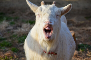 goat on the farm