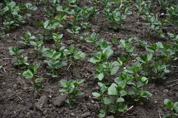 Plantation of broad beans or Vicia faba plants
