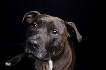 Fototapeta premium Interested detailed closeup of a young black pitbull dog in a black background