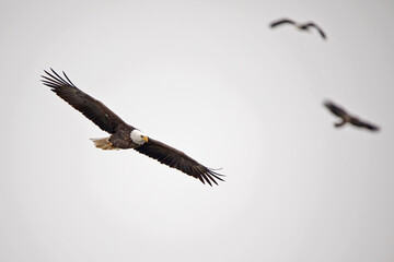 american bald eagle in flight with other blurred eagles soaring in background