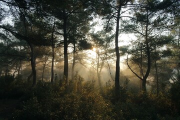 Fototapeta na wymiar morning in the woods
