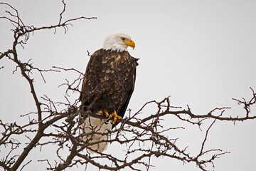 Adult american bald eagle perching on the branch of an old tree