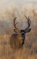 Buck Mule Deer During the Rut in Autumn in Colorado