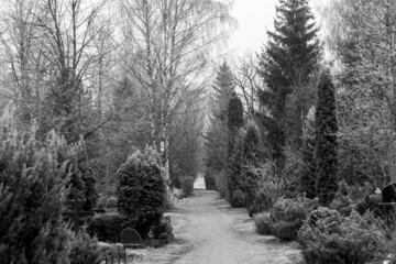 cemetery pathway in Latvia in cold autumn morning, Frost covered trees and bush