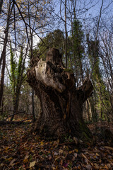 dead chestnut tree without branches with floor covered with leaves in winter at viladrau, catalonia, vertical shoot