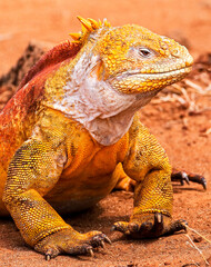Portrait of a colourful male Galapagos Land Iguana at Cerro Dragon on Santa Cruz Island in the...