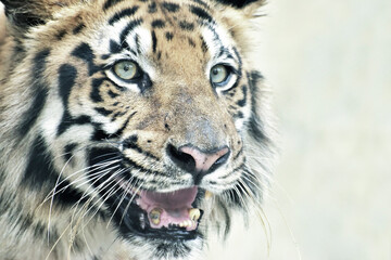 Beautiful angry face of Royal Bengal Tiger , Panthera Tigris, West Bengal, India - tinted image . It is largest cat species and endangered , only found in Sundarban mangrove forest .