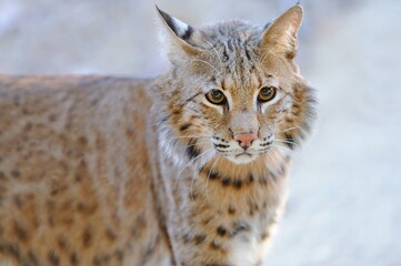 Obraz premium Bobcat, Lynx rufus, look, Angeles National Forest, CA, USA