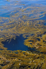 Giant brown kelp, Macrocystis pyrifera, laying on surface, San Clemente Island, California, USA
