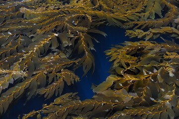 Giant brown kelp, Macrocystis pyrifera, laying on surface, San Clemente Island, California, USA